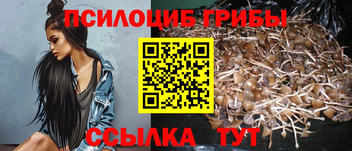 Псилоцибиновые грибы Psilocybine cubensis Гатчина